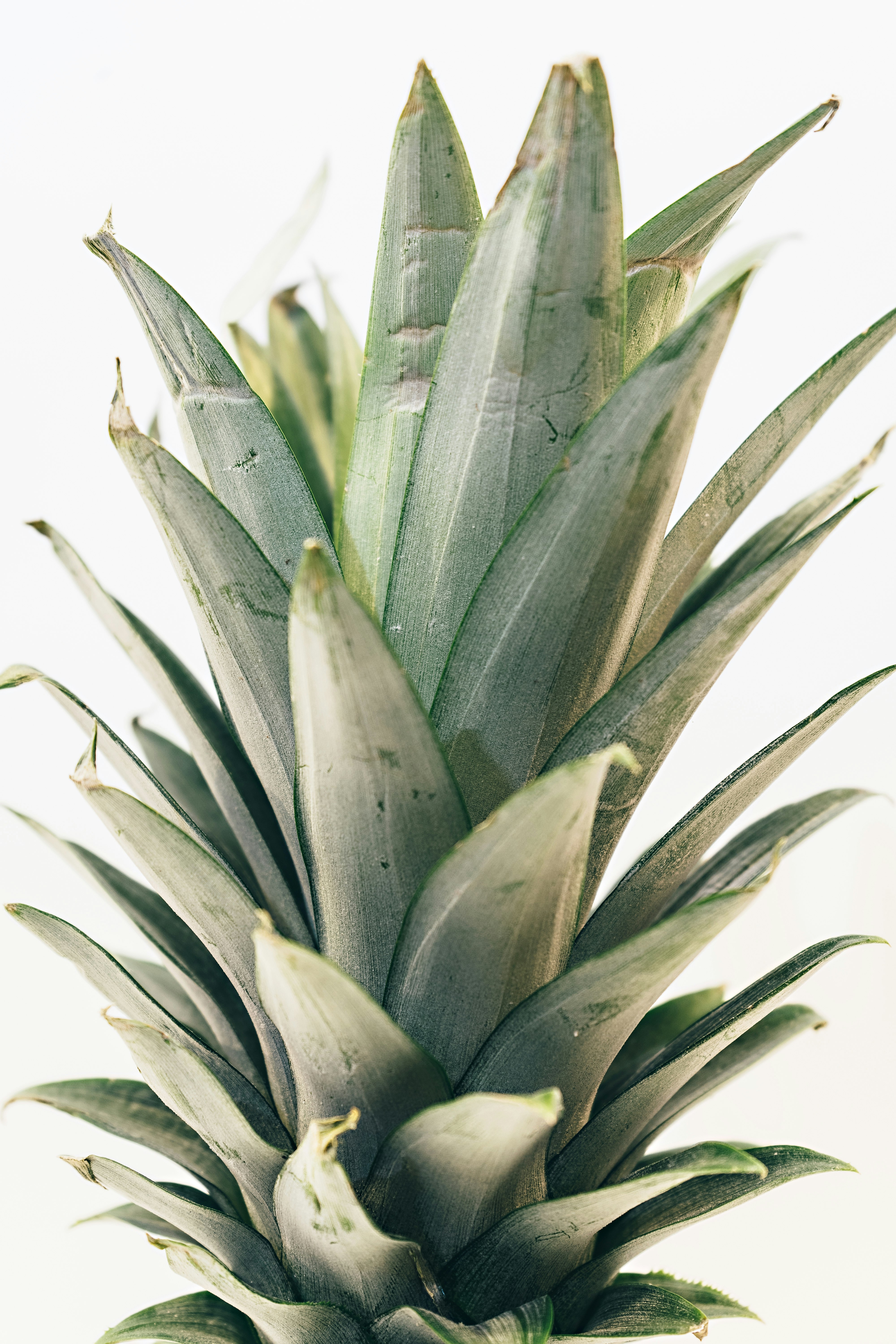 green pineapple leaf